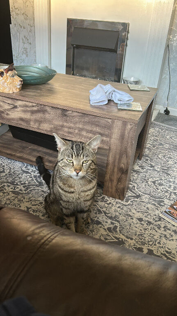 Adult cat