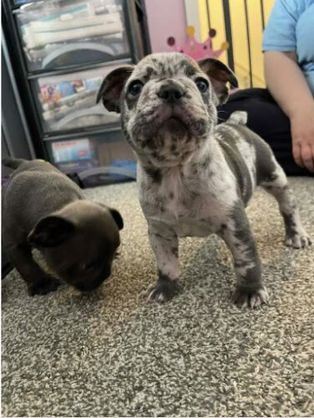 Charming French Bulldog Puppies available