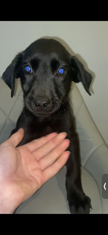 REDUCED 4 LABRADOR PUPPIES LEFT