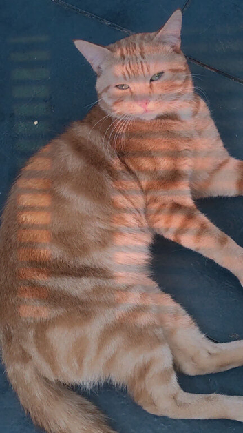 Bella is due kittens 5th July
