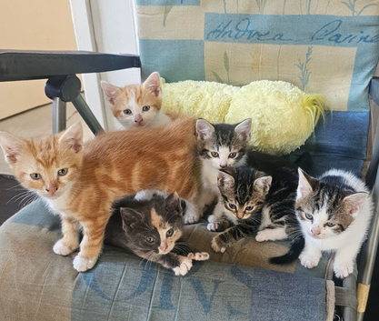 6 Playful kittens are looking for new homes