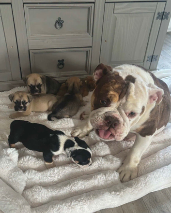 British Bulldog cross pug puppies ready now