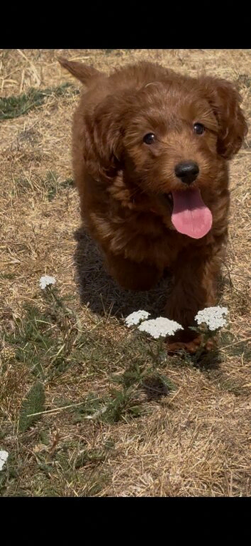Adorable cockapoo 2 available