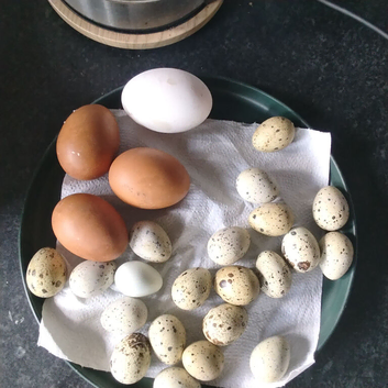 Quail, chicken ,duck eggs for sale