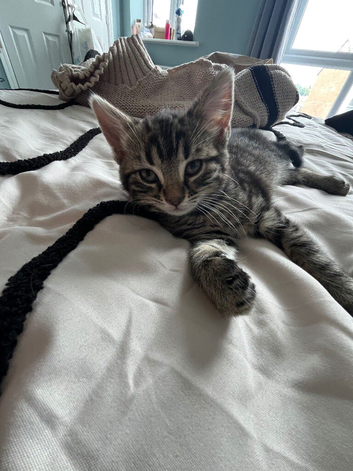 Black and Silver Bengal X Tabby