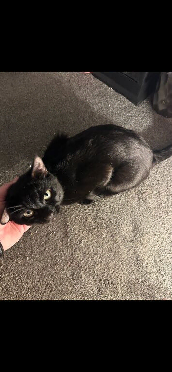 Male cat looking for a good home