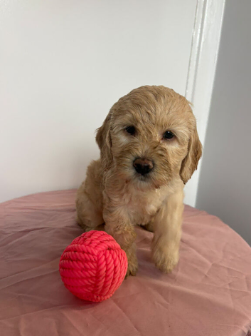 F2 cockapoo