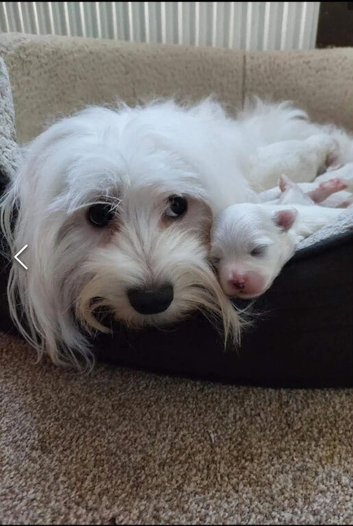 maltese