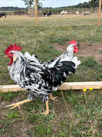 Exchequer leghorn cockerels looking for new homes