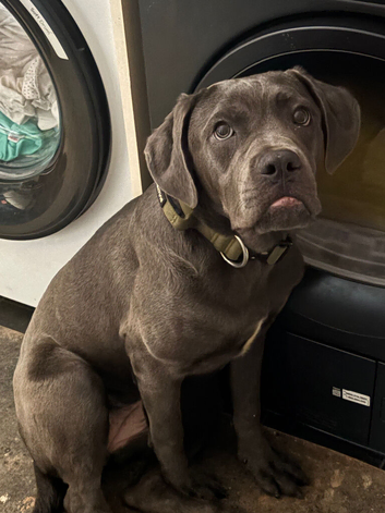 Luna, 9 months