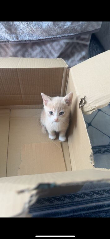 2 British short haired kittens cross