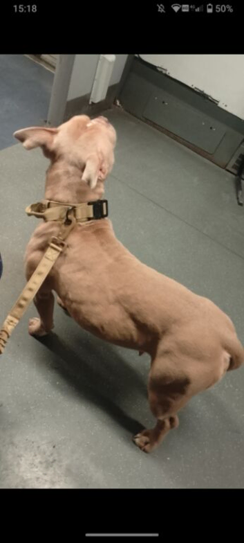 American pocket bully