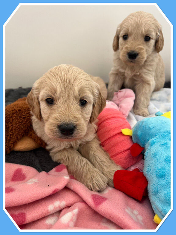 STUNNING F1 MINIATURE GOLDENDOODLES