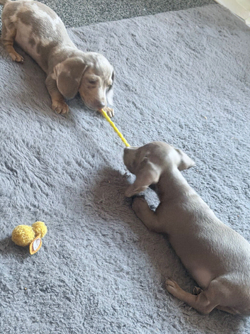 Miniature dachshund