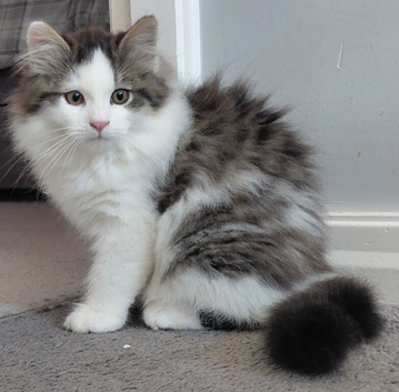 GCCF pedigree Siberian kitten, male brown tabby & white
