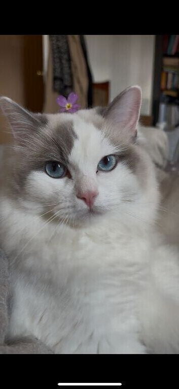 Handsome Ragdoll Boy