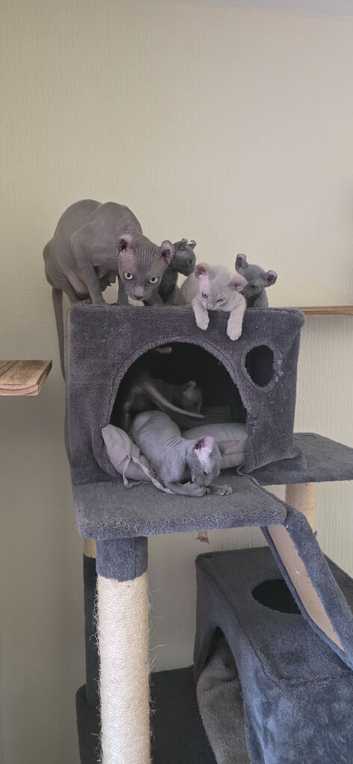 Sphynx Elf Peterbald