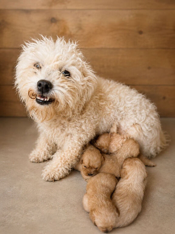 Two Cavachons puppies
