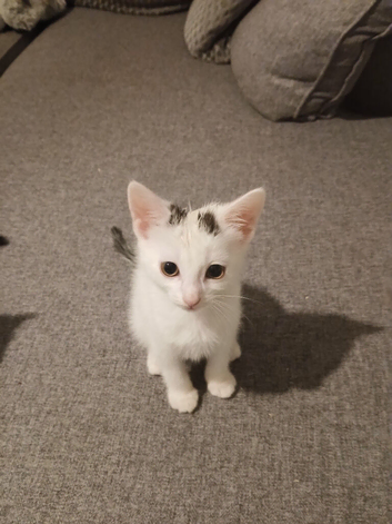 Kittens