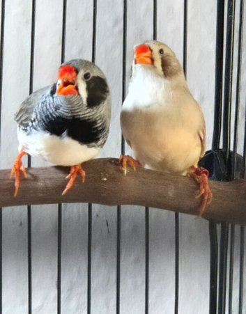 Breeding Paor of Black Cheek Zebra Finches
