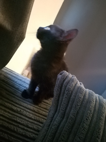 2 male kittens