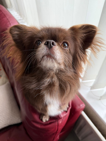 Beautiful female Pekingese cross