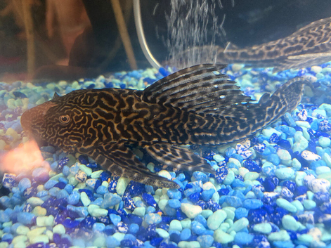 Pleco for sale