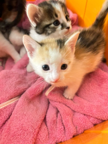 Beautiful kittens ready to go