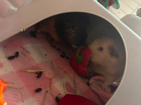 2 female guinea pigs