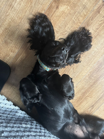 11 month old WORKING cocker spaniel