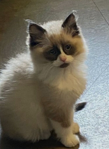 Ragdoll boy