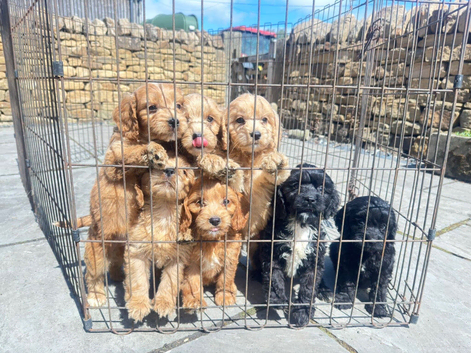 F1 cockapoo puppies available now !