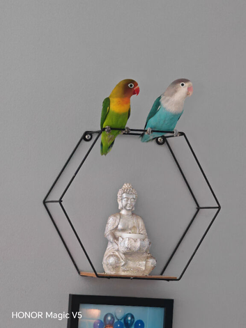 Lovebirds looking for a loving home