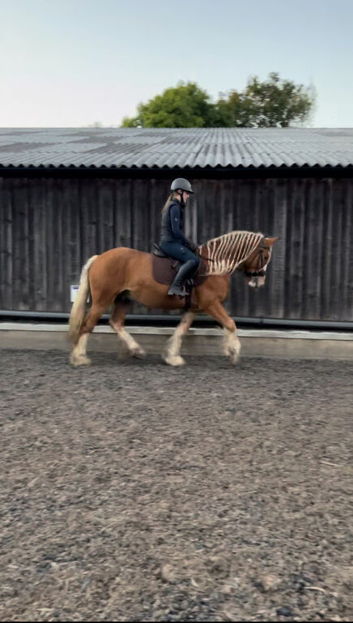 Prince 15hh 7 Y/O
