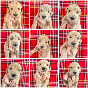 Australian Labradoodle Puppies