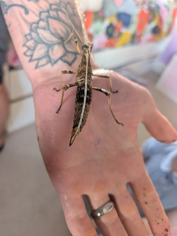 Sunny stick insects