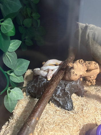 Snow corn snake full setup