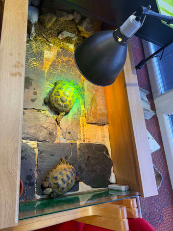 male female and baby plus 2 full enclosures for sale