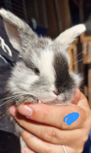Mini lop babies
