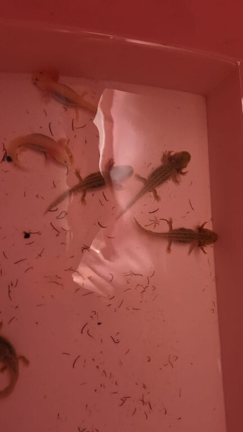 Baby axolotls for sale
