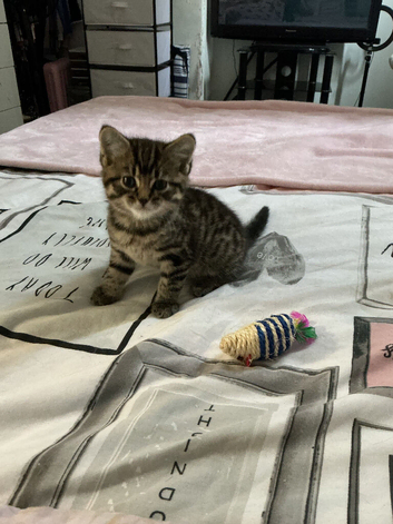 Kittens for sale