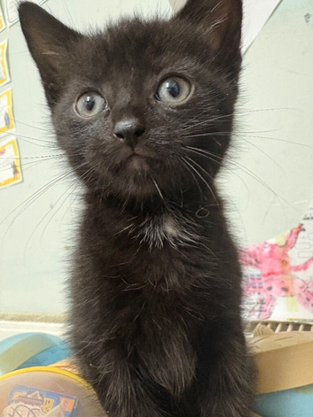 Kittens