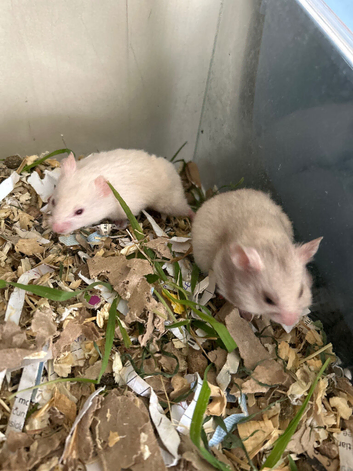 Syrian Hamster Baby&rsquo;s - Ready Now