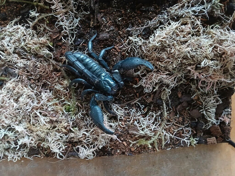Asian forest scorpion