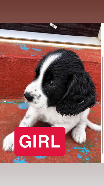 healthy sprocker spaniel puppies