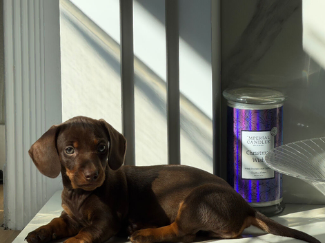 Miniature dachshund