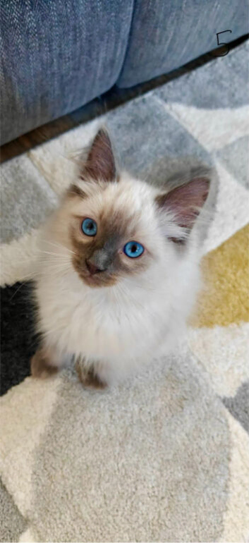 6 Ragdoll Kittens for sale - &pound;600 - &pound;850. Ready to go