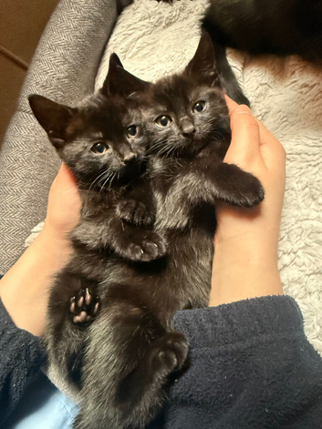 Male kitten - very calm and affectionate