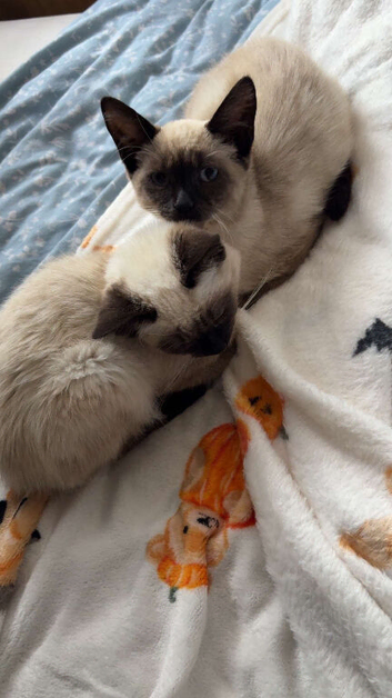 2 Siamese kittens