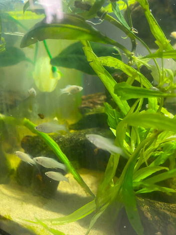 Baby platies